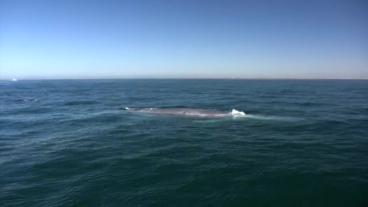 Blue Whale close encounter Newport Harbor California