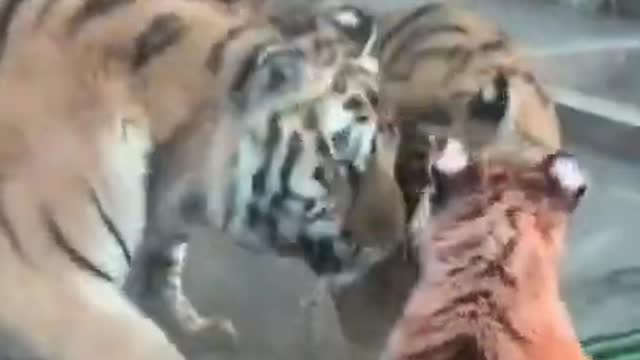 The one month old tiger cub met his parents for the first time