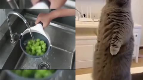 The Cat Reacts - Guess What?