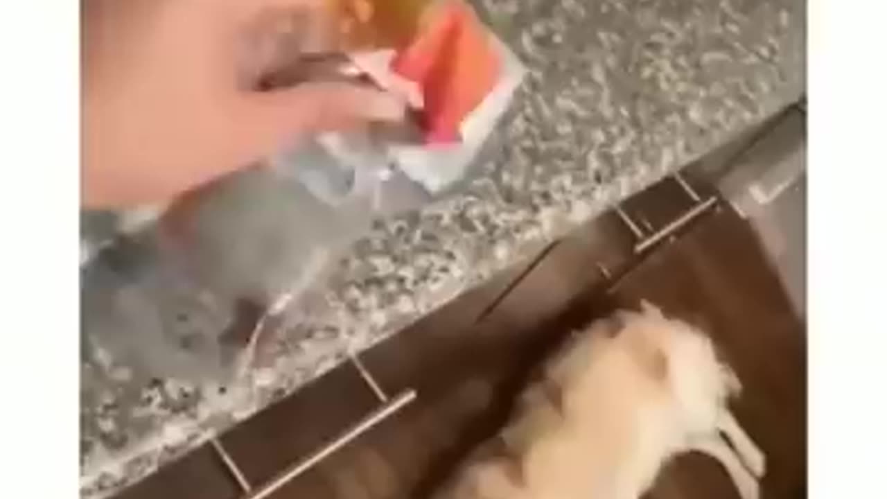 This Dog Goes Wild for One Special Sound!