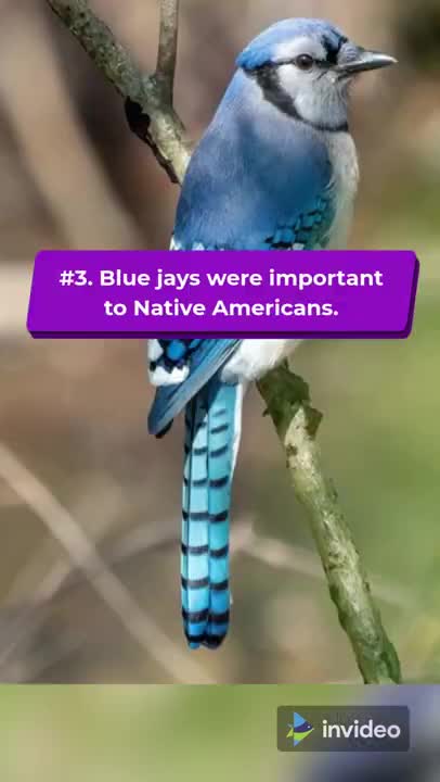 Fascinating Facts About Blue Jay Birds