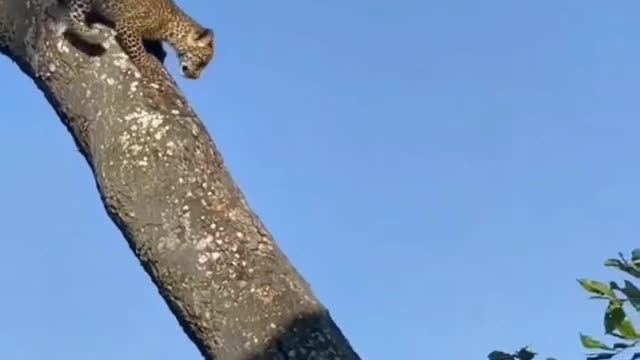 Amazing nature cheetah