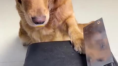 Dog Playing with Owner 😍