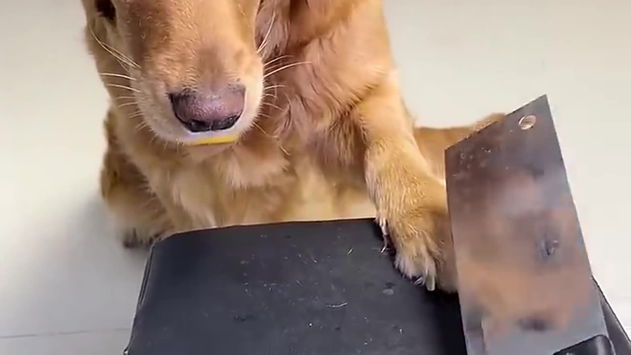 Dog Playing with Owner 😍