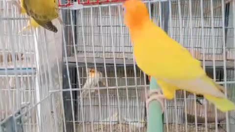 Lovebird parrot