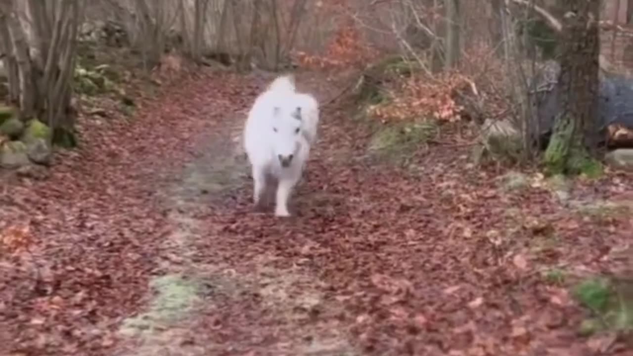 LITTLE PONY RUNNING