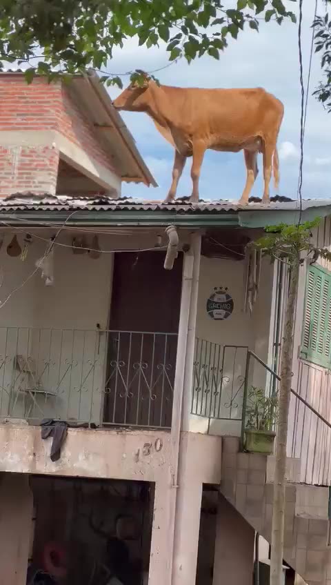 Vaca sobe no telhado para fugir de enchente no RS