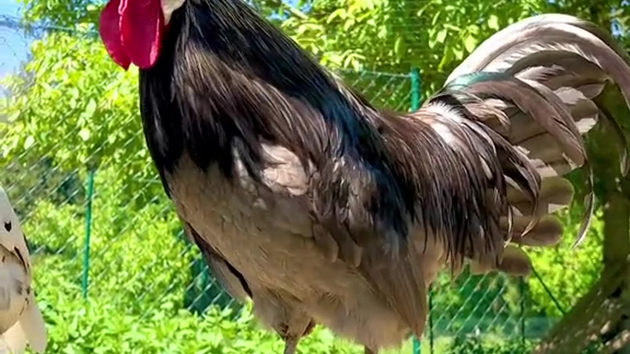 The sound of rooster