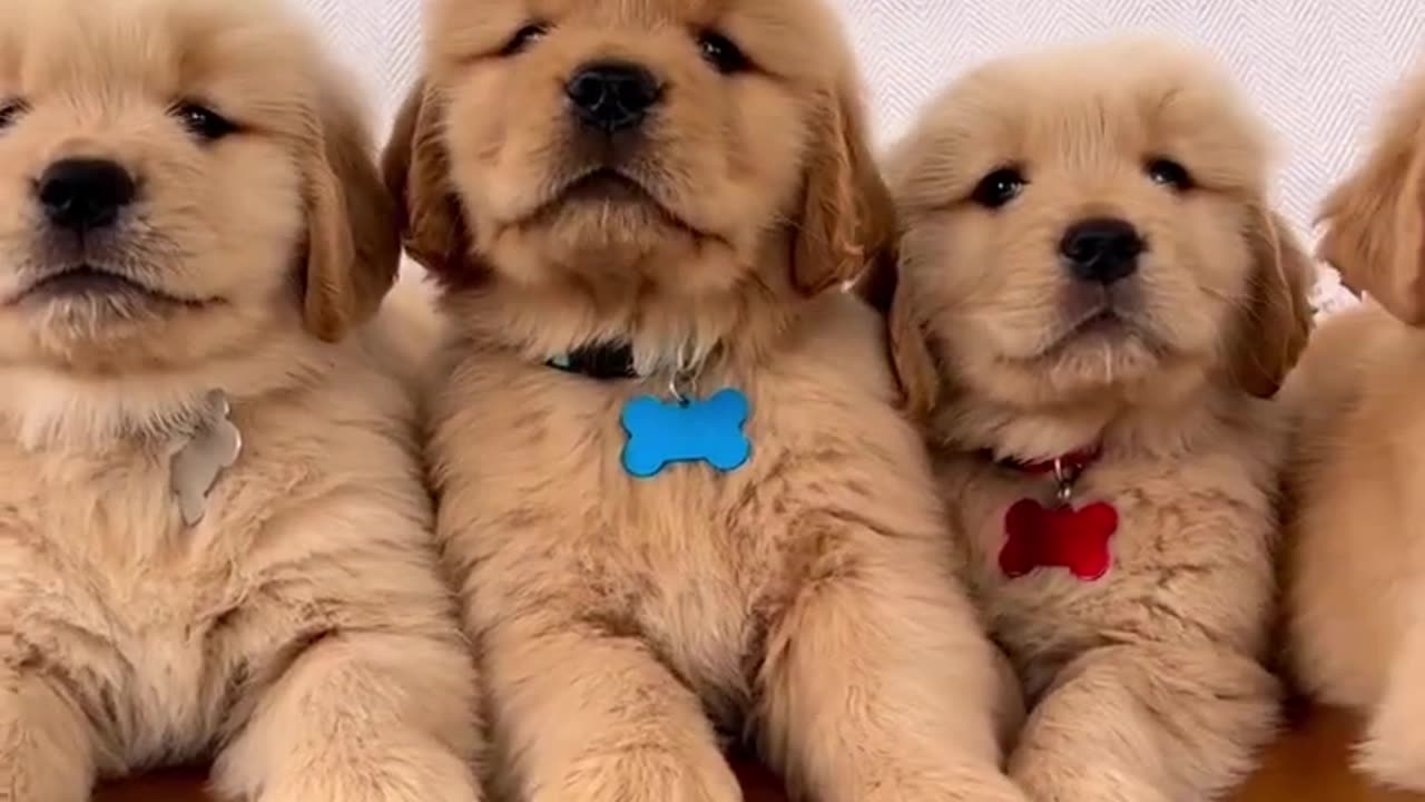 Super Handsome Golden Retriever Puppies!