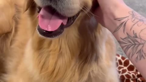 Dog funny video