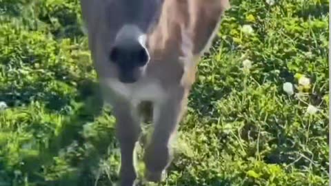 Cute and funny animal videos