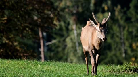 ! Deer! Deer Video!Animal video!Deer Journey desert