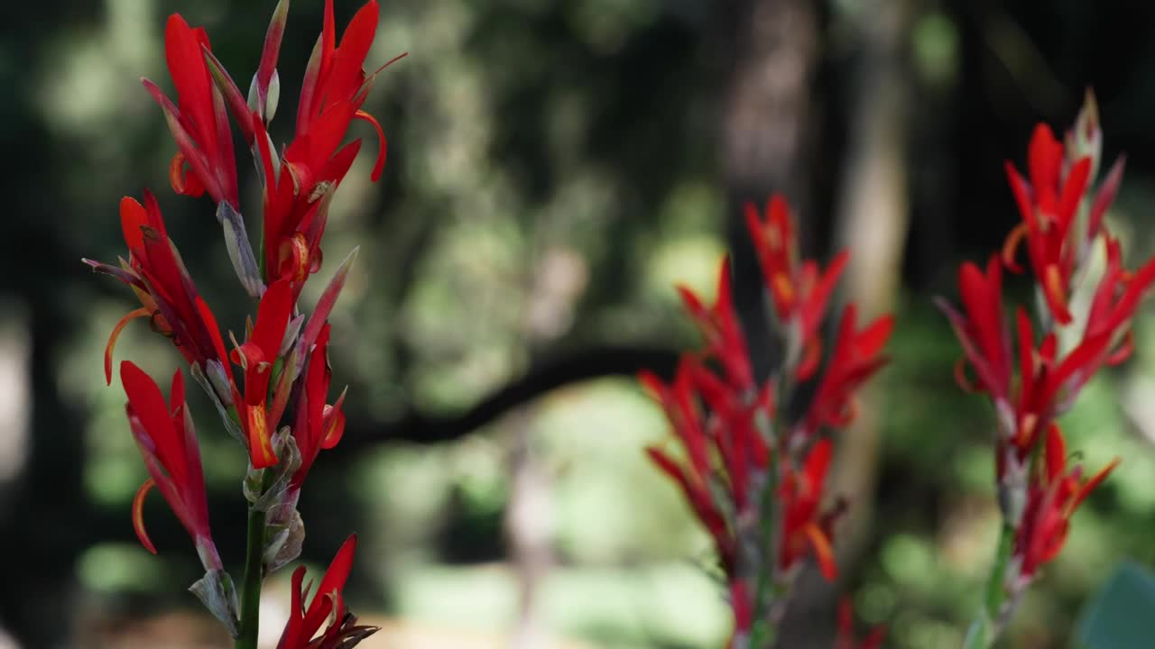Wild red flowers pan view