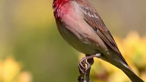 Rosefinch bird