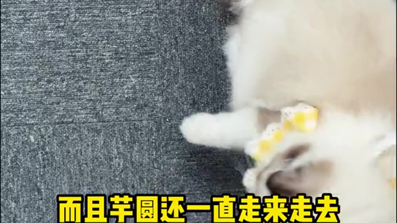 , my cat can predict the color, ticket number, but then