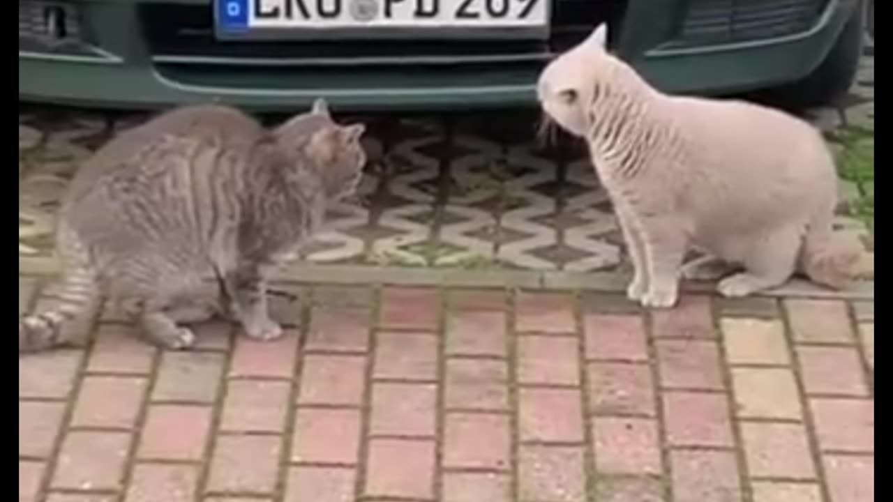 couple quarreling cat