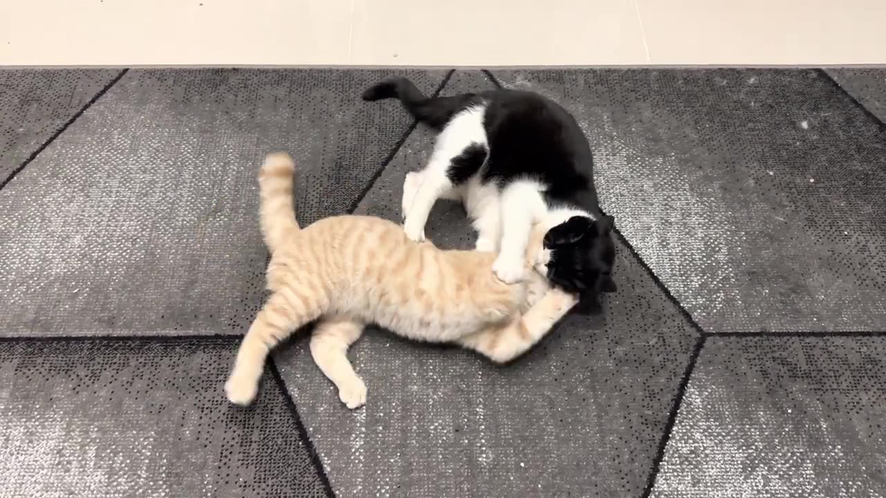 Kitten Vs Older Cat || When Kitten Energy and Age Clash