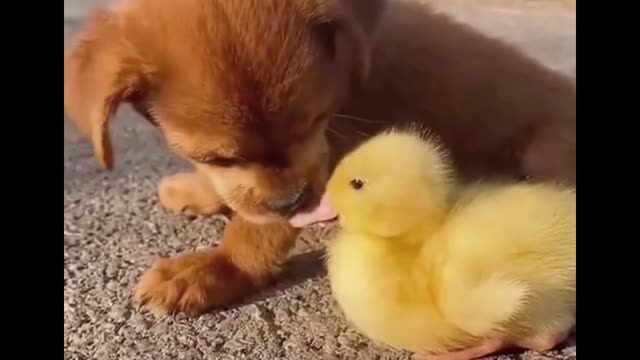 😍Puppy`s Cutiest Pet🥰