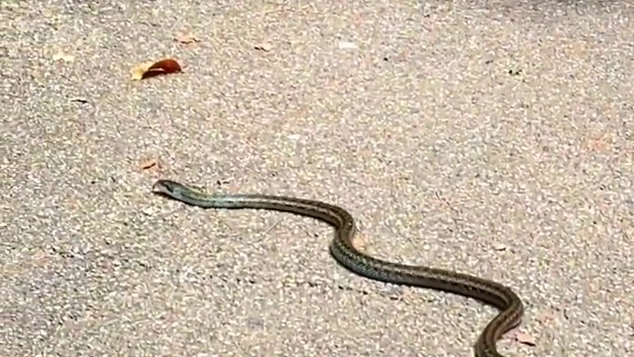 Snake Mating | Amazing Snakes shorts #snake #snakes #snakemating #shorts #short #shortvideo