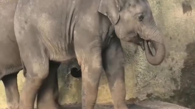 Elephant baby funny moments