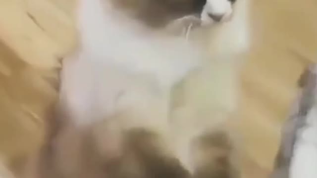 smart cat shaking hands