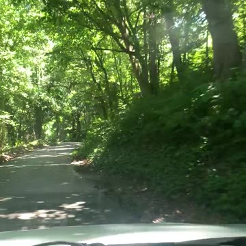 Driving through a tree tunnel