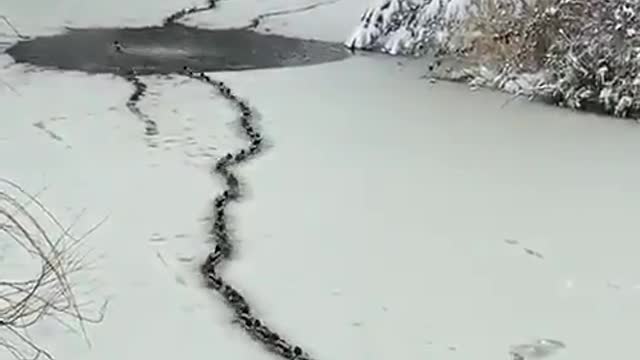 duck train !