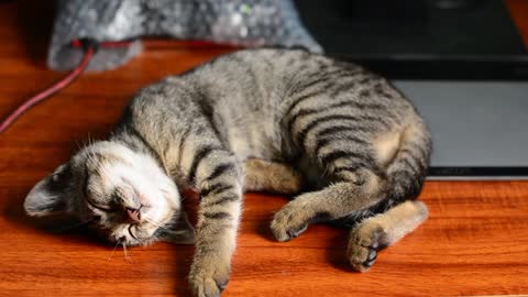 sleeping cat