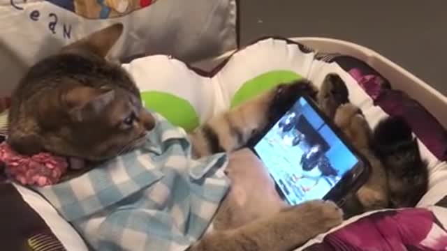 Virus of Humans to Animals