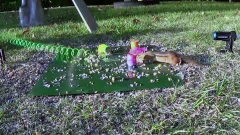 funny animals video
