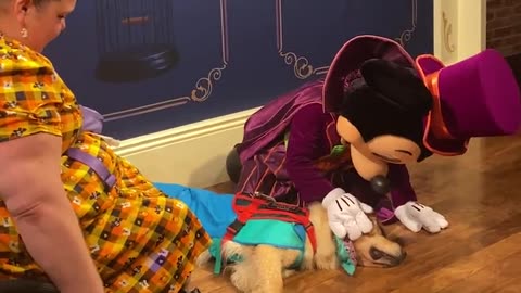 Cute Service Dog falls asleep while meeting Mickey Mouse