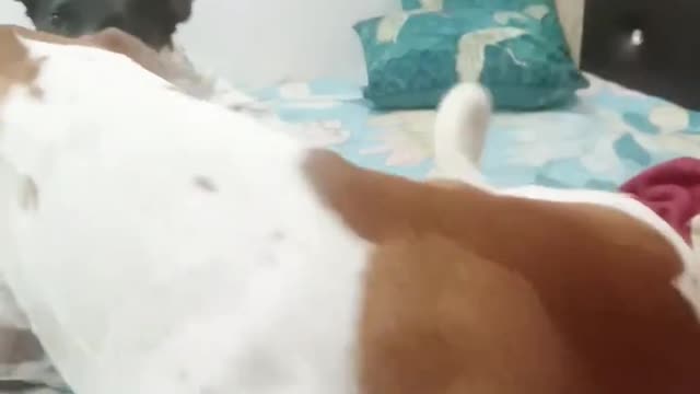 The Biggest Trends In Funny Pet We've Seen This Year