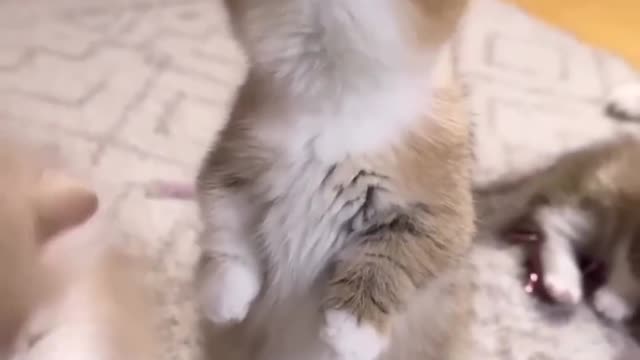 funny and cute cat #shortvideo #shorts 50