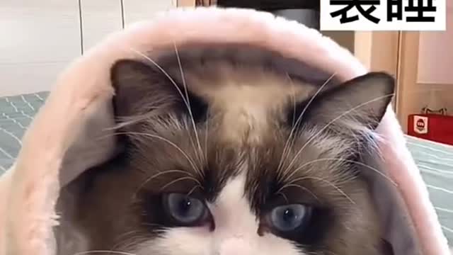 Cute cat funny video