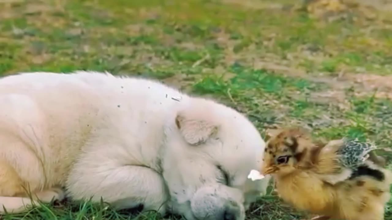 Puppy 🐶 & Chick 🐥 are Best Friends