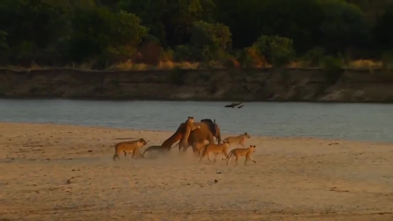 The lions Familiy hunting a Young Elephant