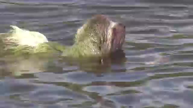 Hippo charhe very interest video