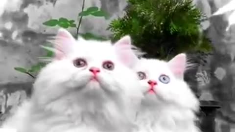 Cute cats