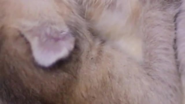 #Shorts Mother Cat Feeding New Born Baby Cats