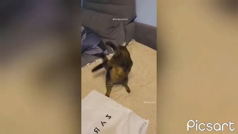 Funny cats video