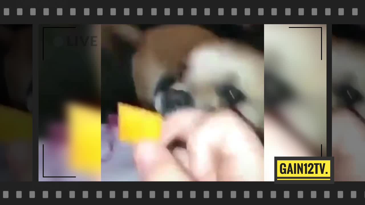 Two Cute Dog Fight To Death For A Cheese Cracker