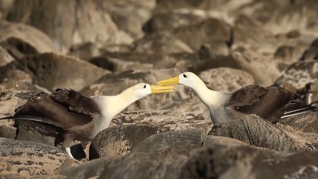 to see it with your lover