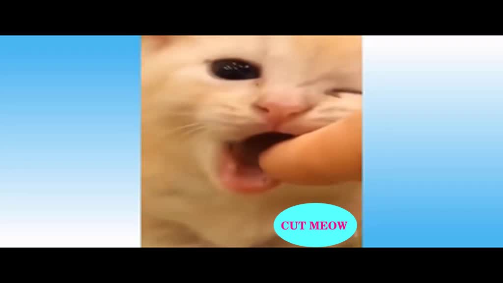 CUTE CATS AND FUNNY DOGS 4