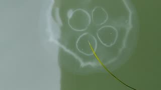 Morning coffee with the Jellyfish