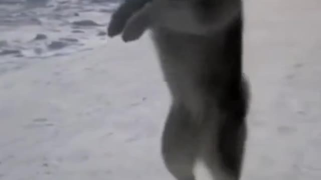 Dog fun funny funniest