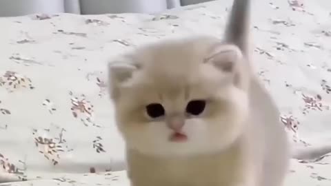 Cute Cats Funny 😘