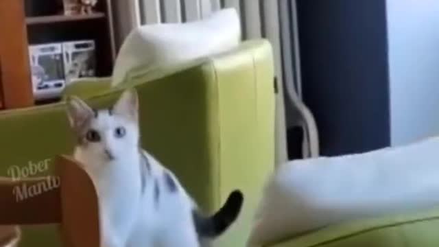 the funny behavior of cats that make you happy