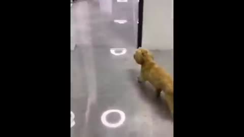 funny pet