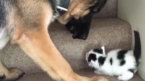 Helpful Pup Carries Foster Kittens Upstairs