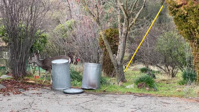 A deer looking for water on top of a trash can